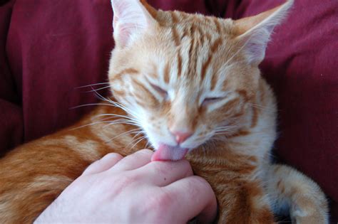 cat licking owner's pussy